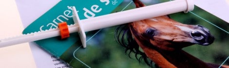 Die häufigsten Pferdekrankheiten
