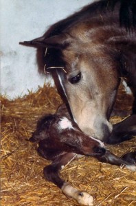  Leibesfruchtversicherung Pferd