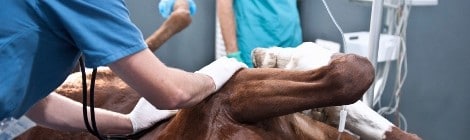 Tierklinik für Pferde