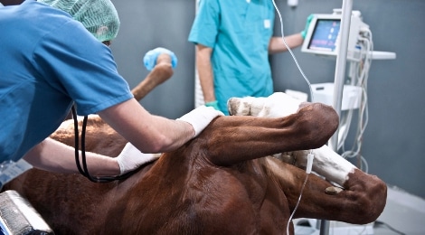 Tierklinik für Pferde