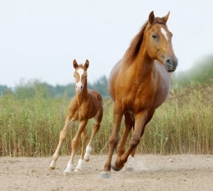 Op-Versicherung für Pferde