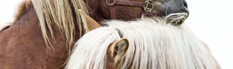 Pferde Op Versicherung wird oftmals unterschätzt