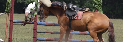 Sportpferde und Turnierpferde - Reiterunfallversicherung