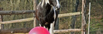 Gelassenheitstraining