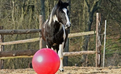 Gelassenheitstraining
