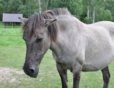 Pferdekrankenversicherung für ältere Pferde