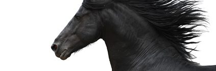 Pferdeversicherung für Friese