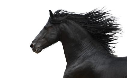 Pferdeversicherung für Friese
