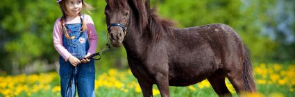 Pferdeversicherung für Shetlandpony