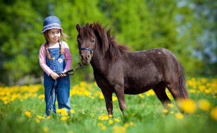 Pferdeversicherung für Shetlandpony