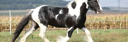 Pferdeversicherung für Tinker