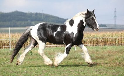 Pferdeversicherung für Tinker