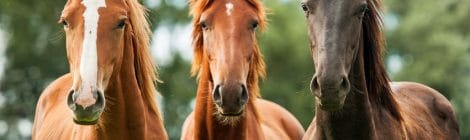 Pferdeversicherung für Hannoveraner