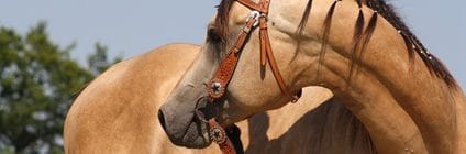 Pferdeversicherung für Quarter Horse