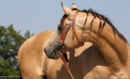 Pferdeversicherung für Quarter Horse