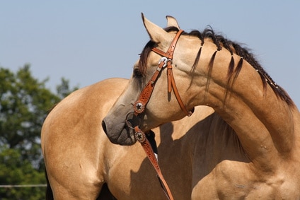 Pferdeversicherung für Quarter Horse