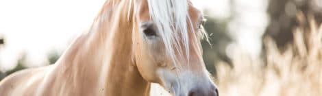 Pferdeversicherung für Haflinger