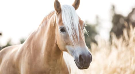 Pferdeversicherung für Haflinger
